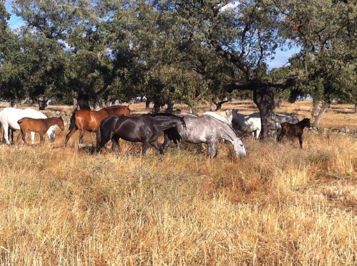Cortijo Charcollana Villa Pozoblanco Dış mekan fotoğraf