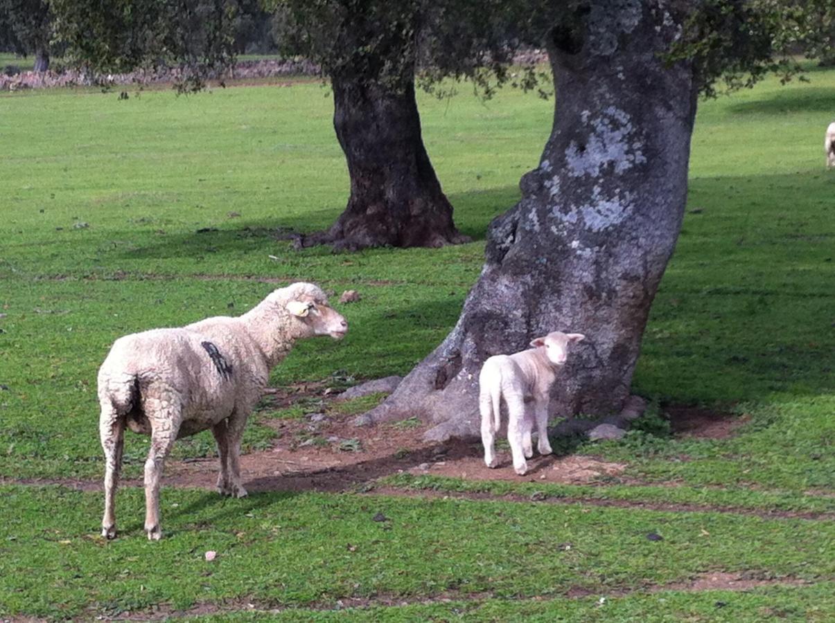Cortijo Charcollana Villa Pozoblanco Dış mekan fotoğraf